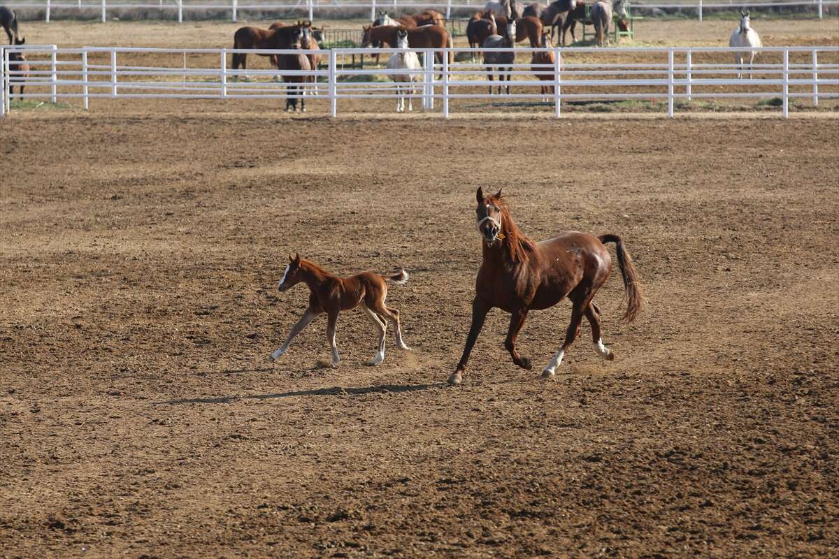 TİGEM’de 120 Safkan Arap Tayı satışa çıkacak 8